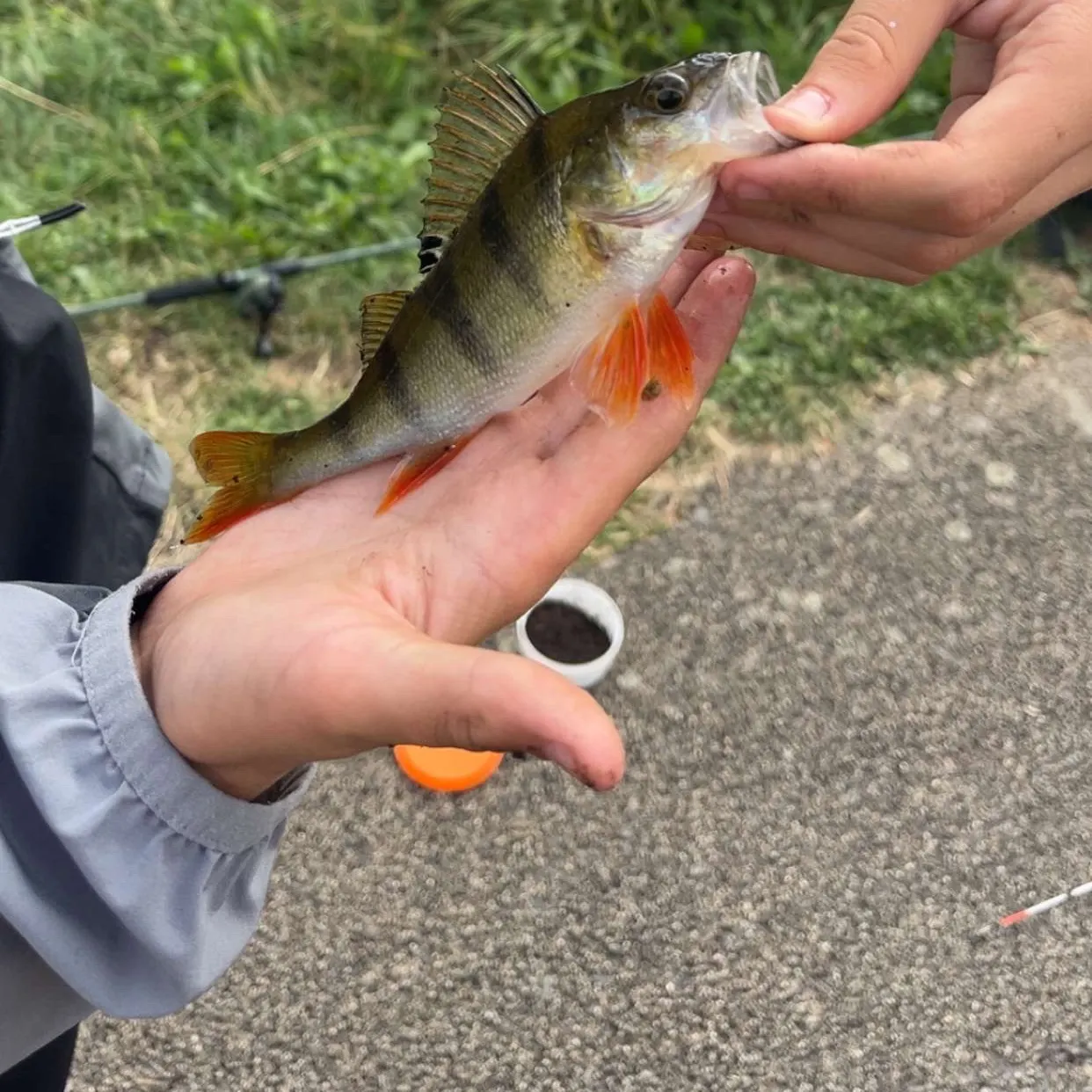catch