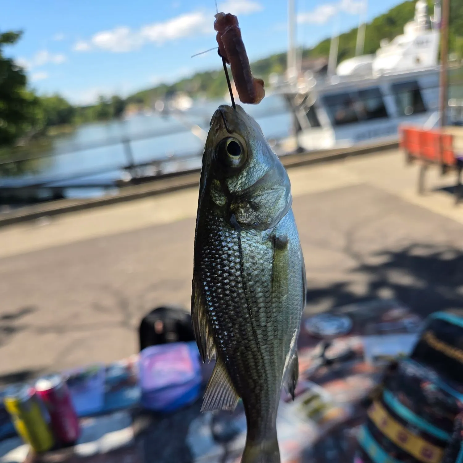 White perch caught on Fishbrain