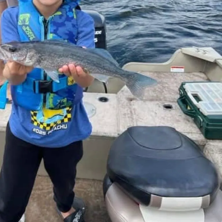 Walleye caught on Fishbrain