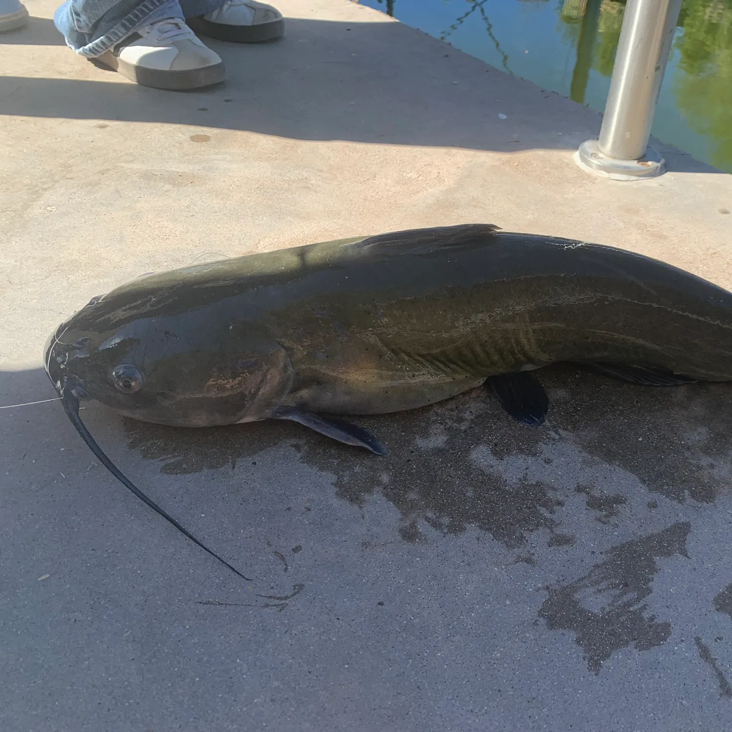 The most recent Pale catfish catches on Fishbrain