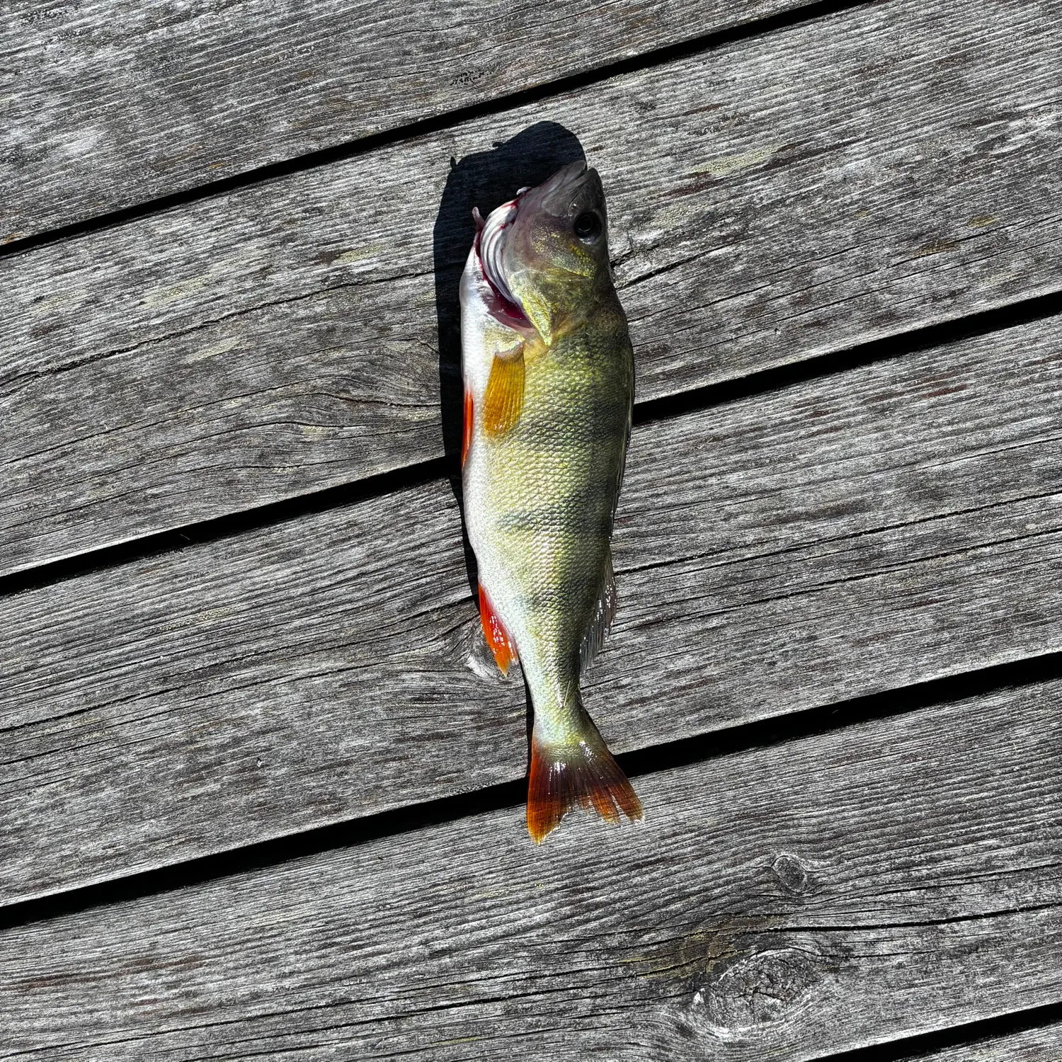 European perch caught on Fishbrain