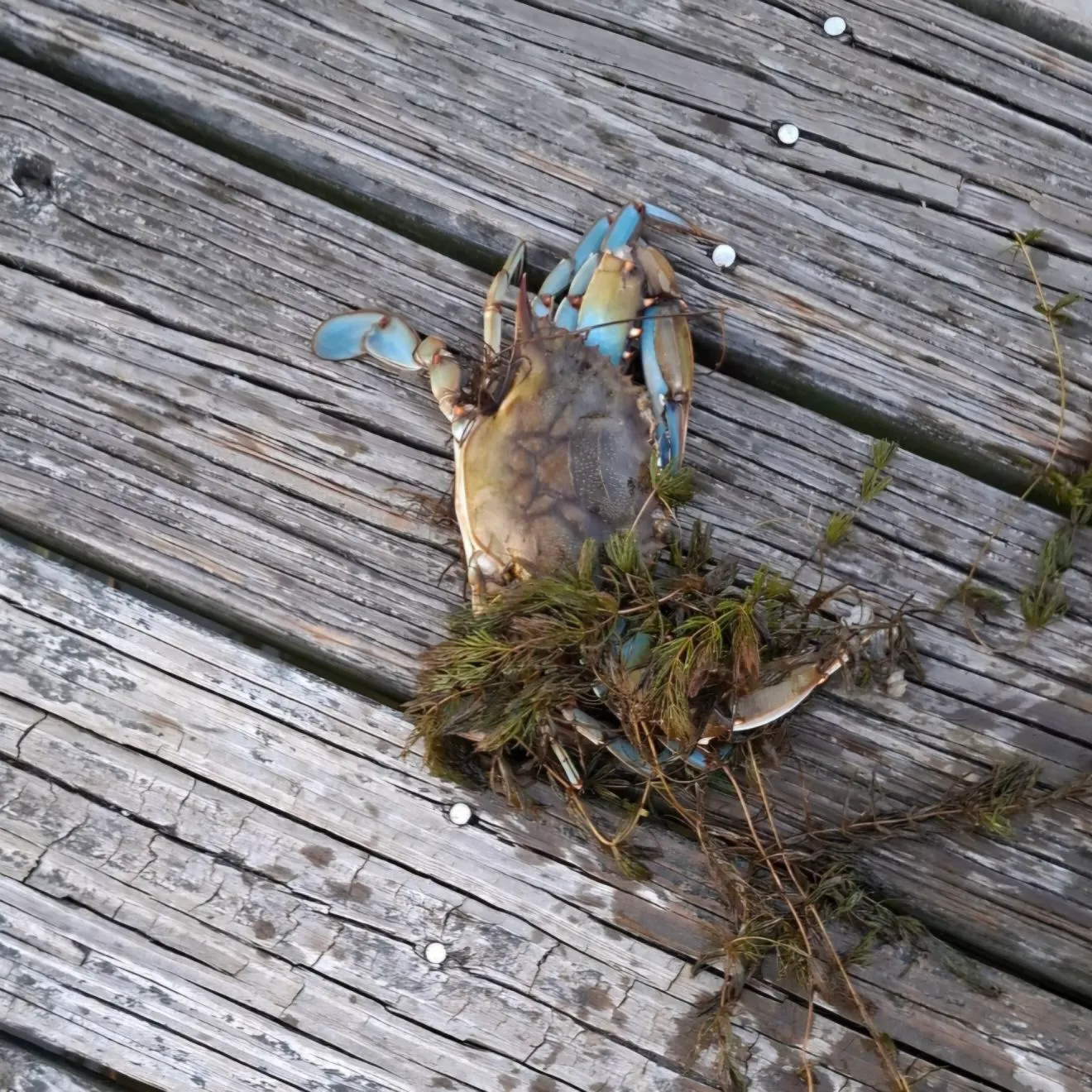 Blue crab caught on Fishbrain