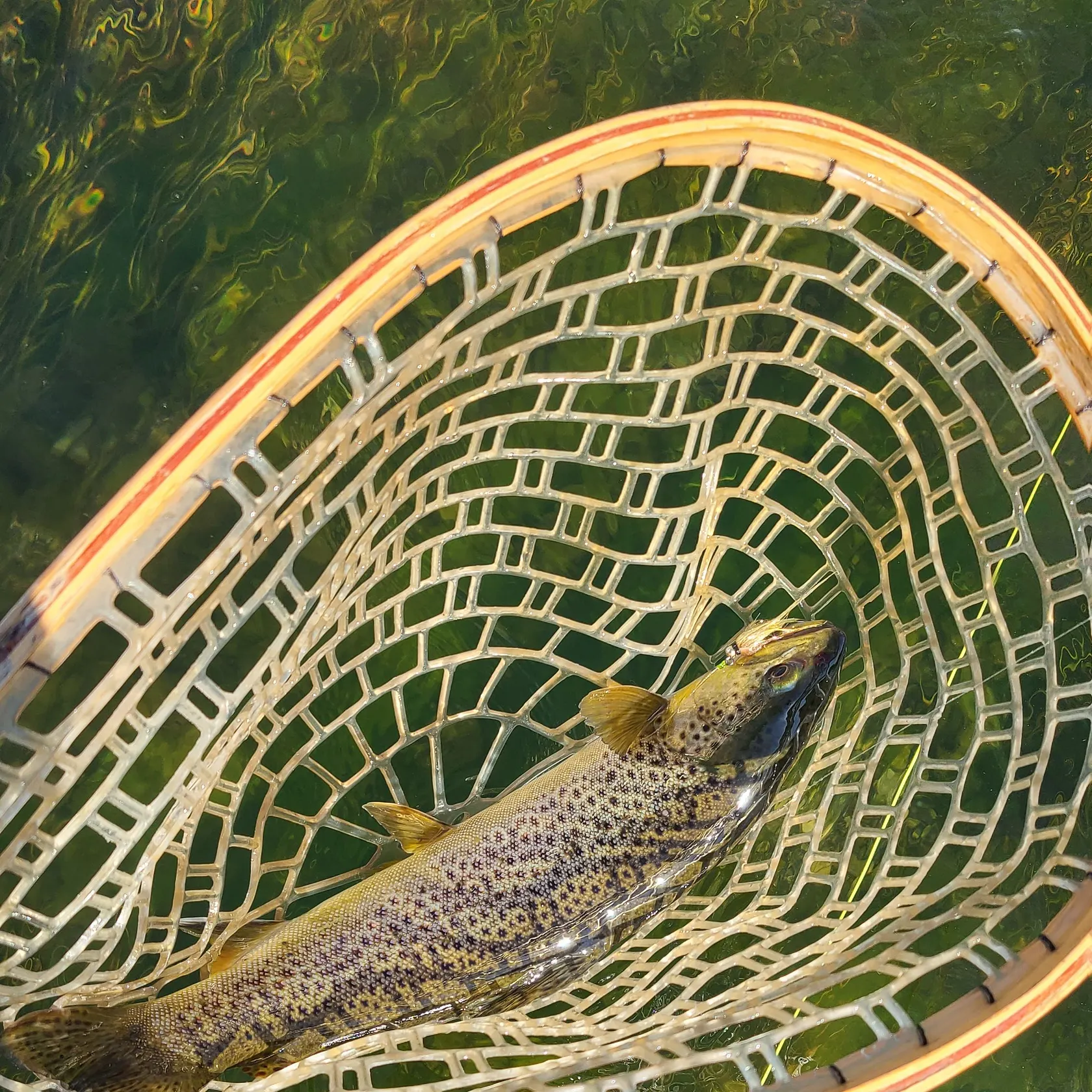 Brown trout caught on Fishbrain