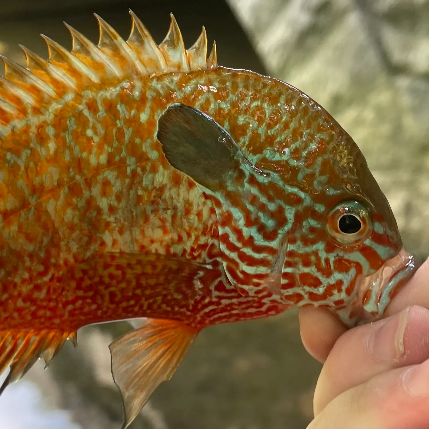 The most recent Redstripe longear sunfish catches on Fishbrain
