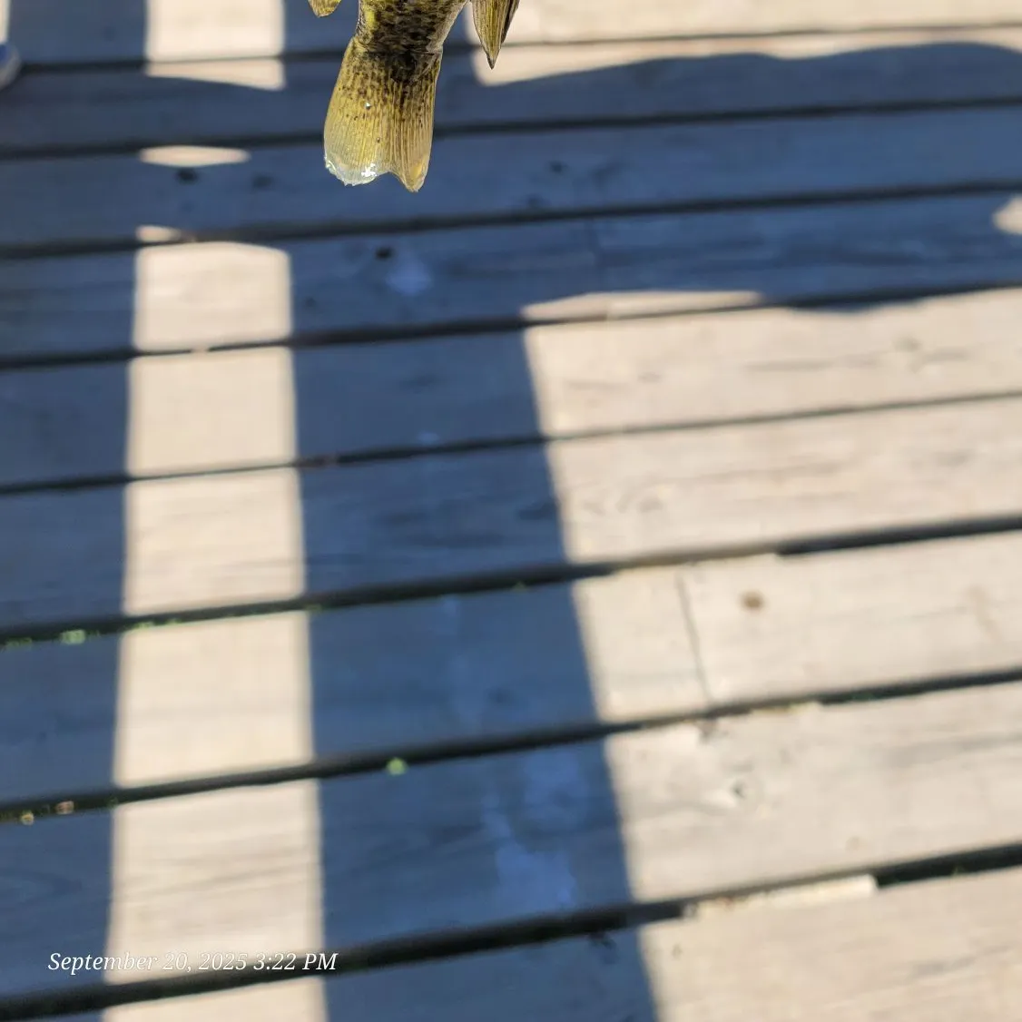 recently logged catches