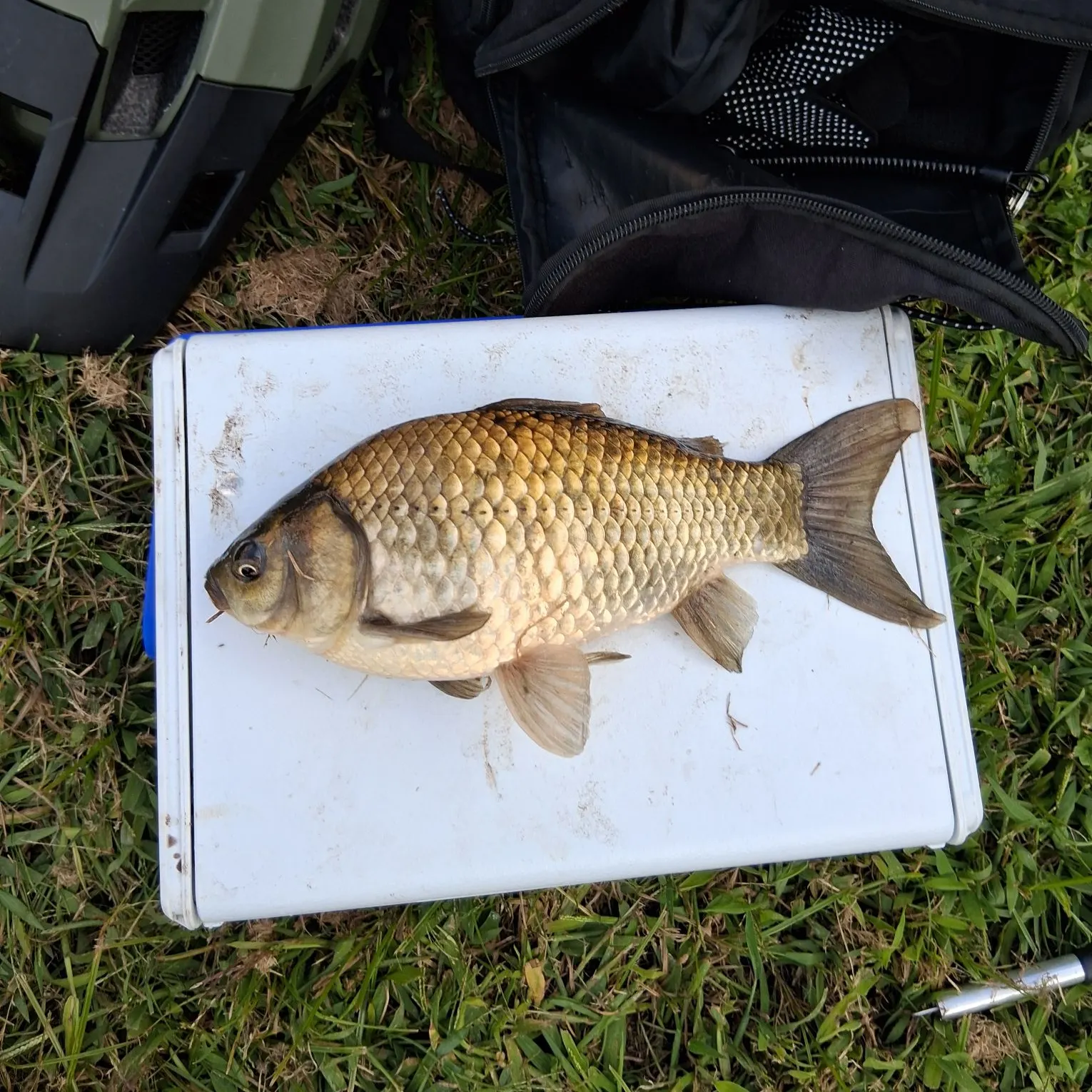 Goldfish caught on Fishbrain