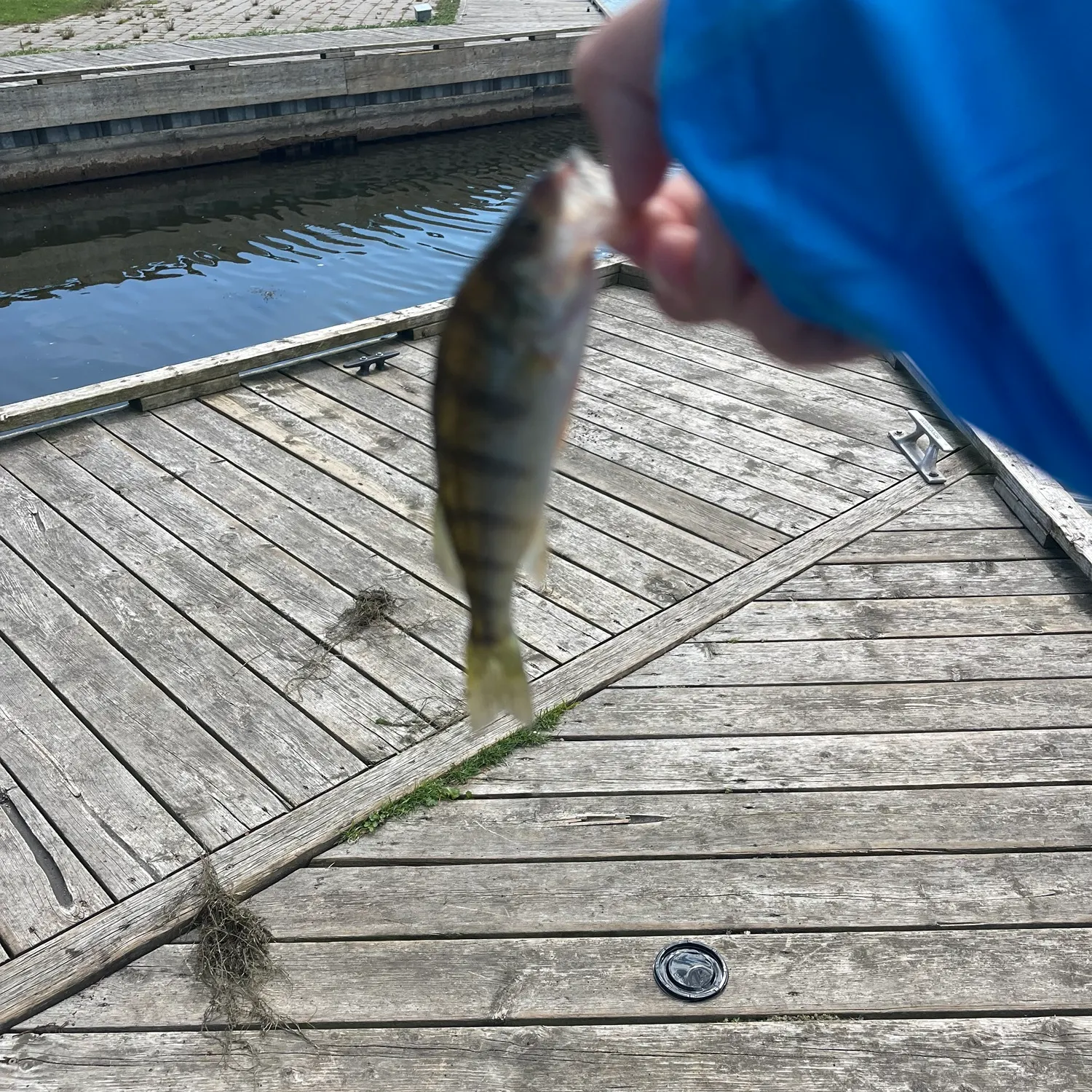 Yellow perch caught on Fishbrain
