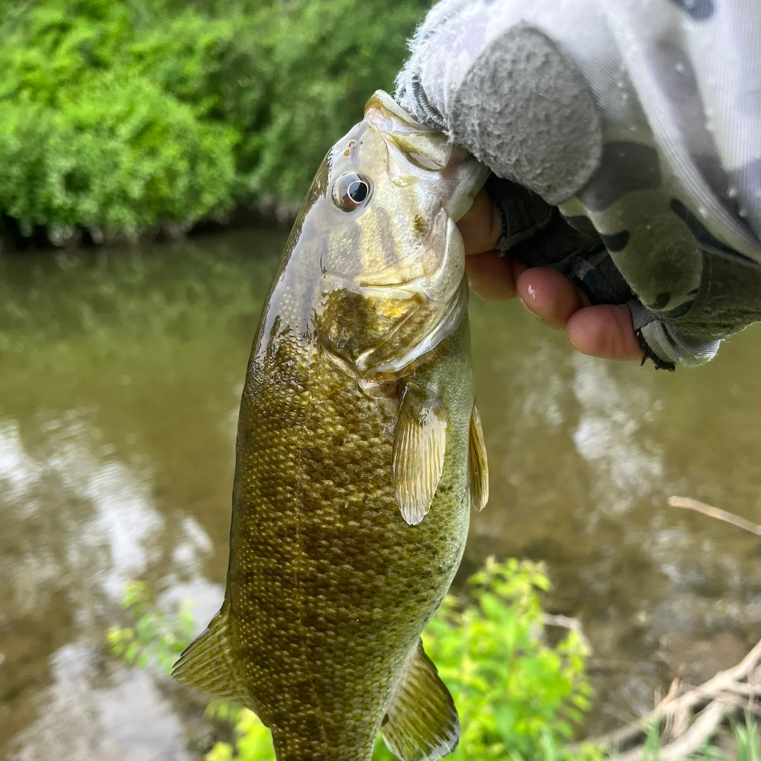 The most recent Smallmouth bass catches on Fishbrain