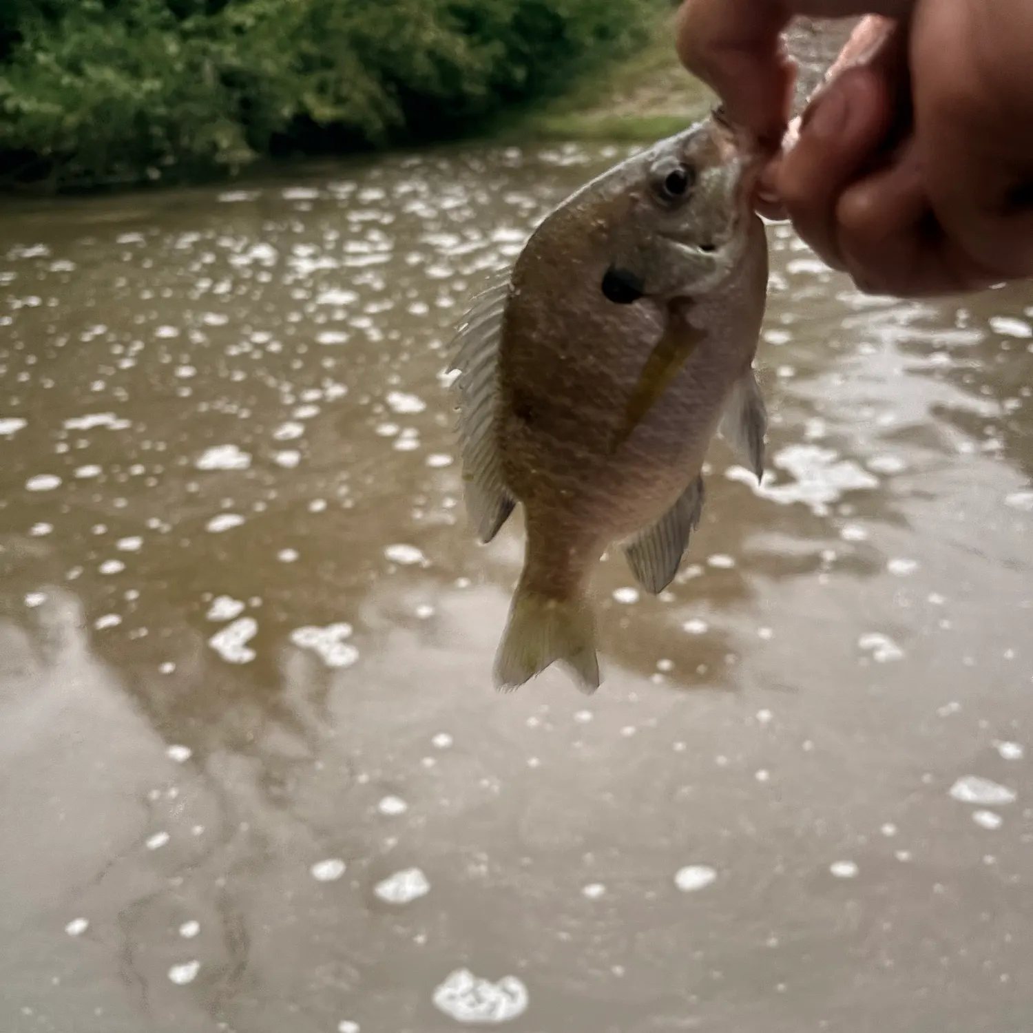 Bluegill caught on Fishbrain