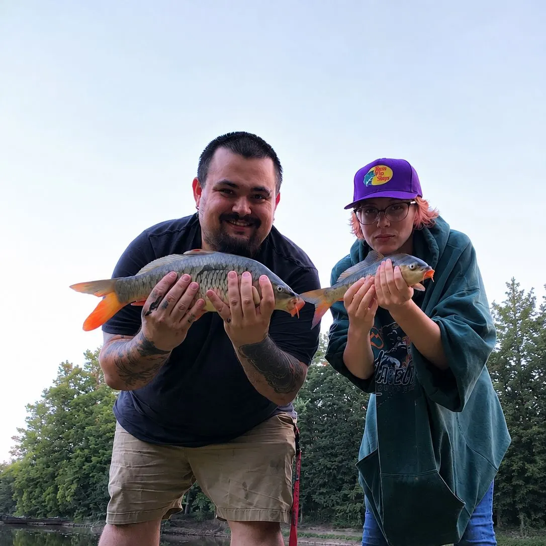 Mirror carp caught on Fishbrain