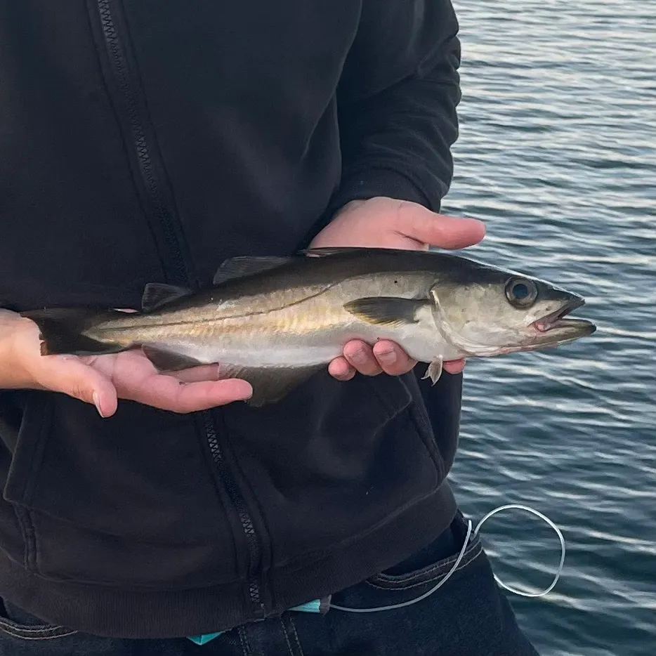 Whiting caught on Fishbrain