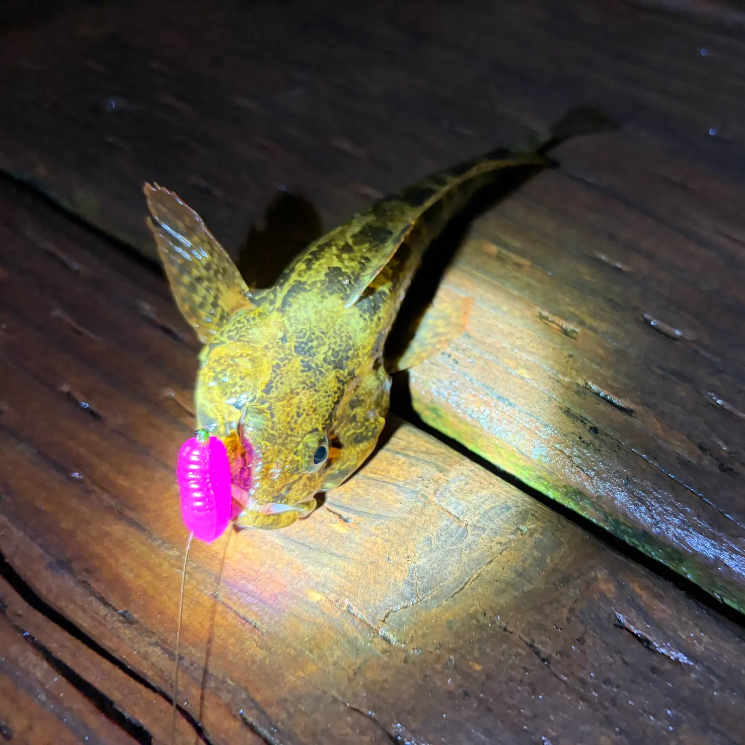 The most recent Mottled sculpin catches on Fishbrain