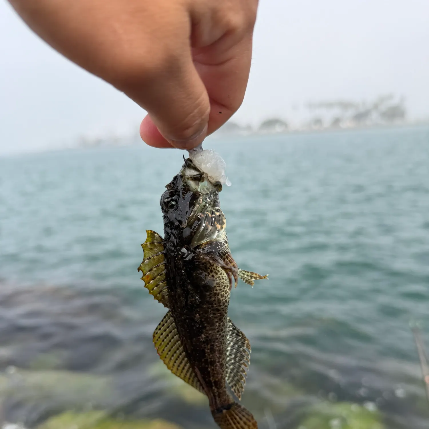 The most recent Woolly sculpin catches on Fishbrain