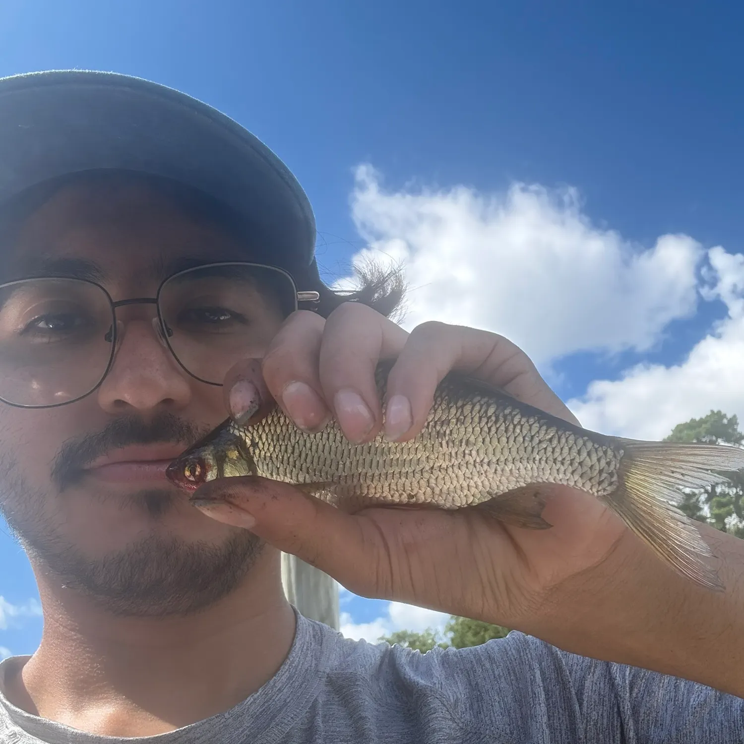 Golden shiner caught on Fishbrain