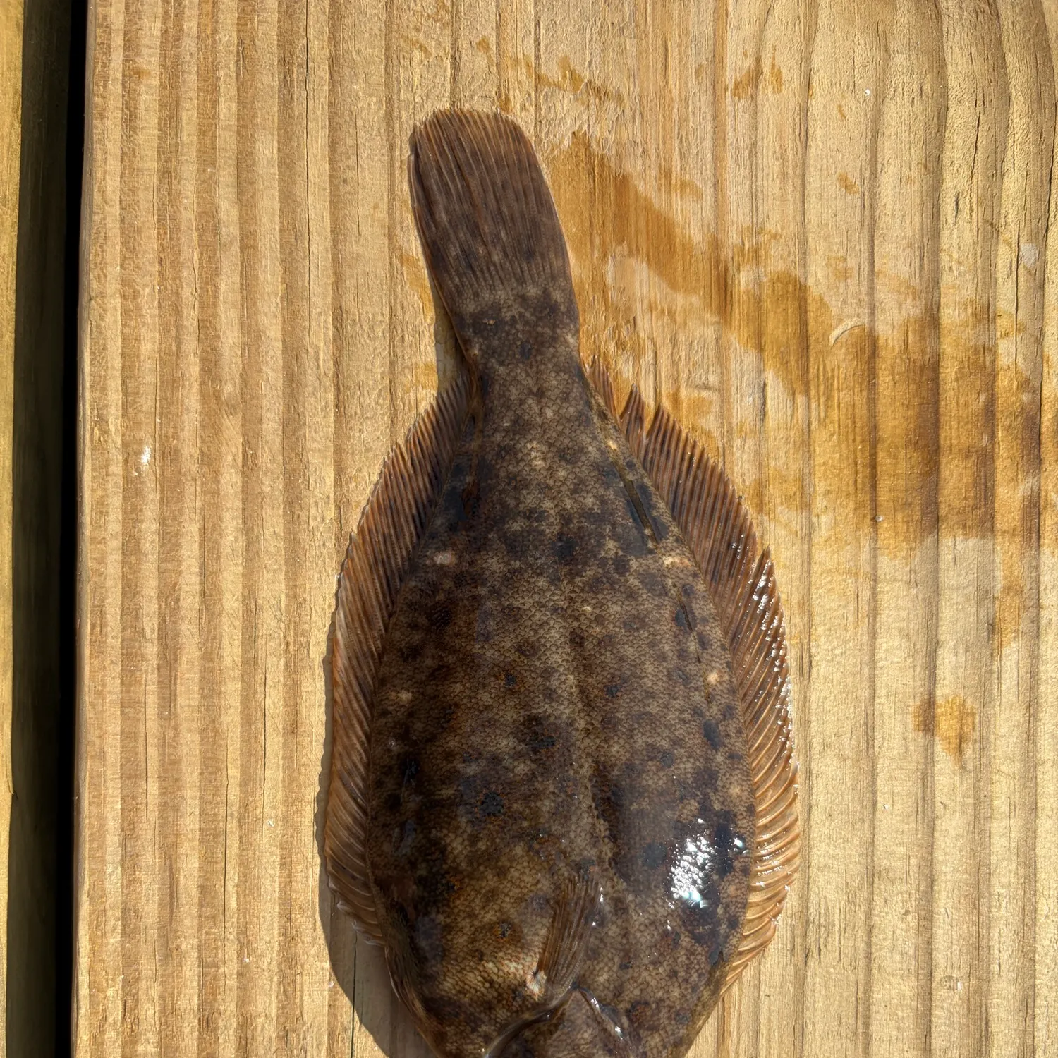 The most recent Winter flounder catches on Fishbrain