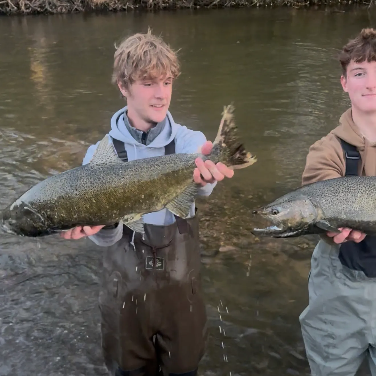 Chinook salmon caught on Fishbrain