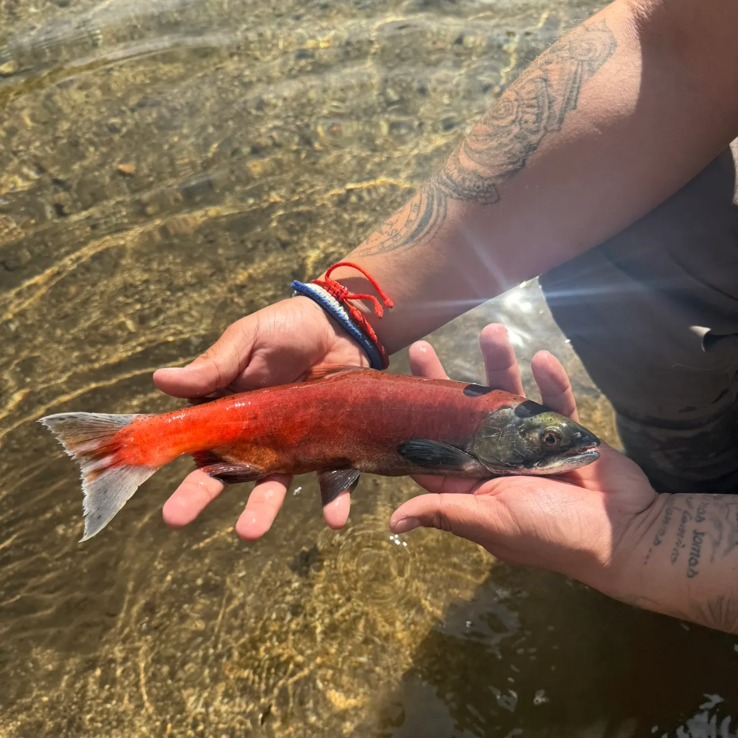 Kokanee salmon caught on Fishbrain