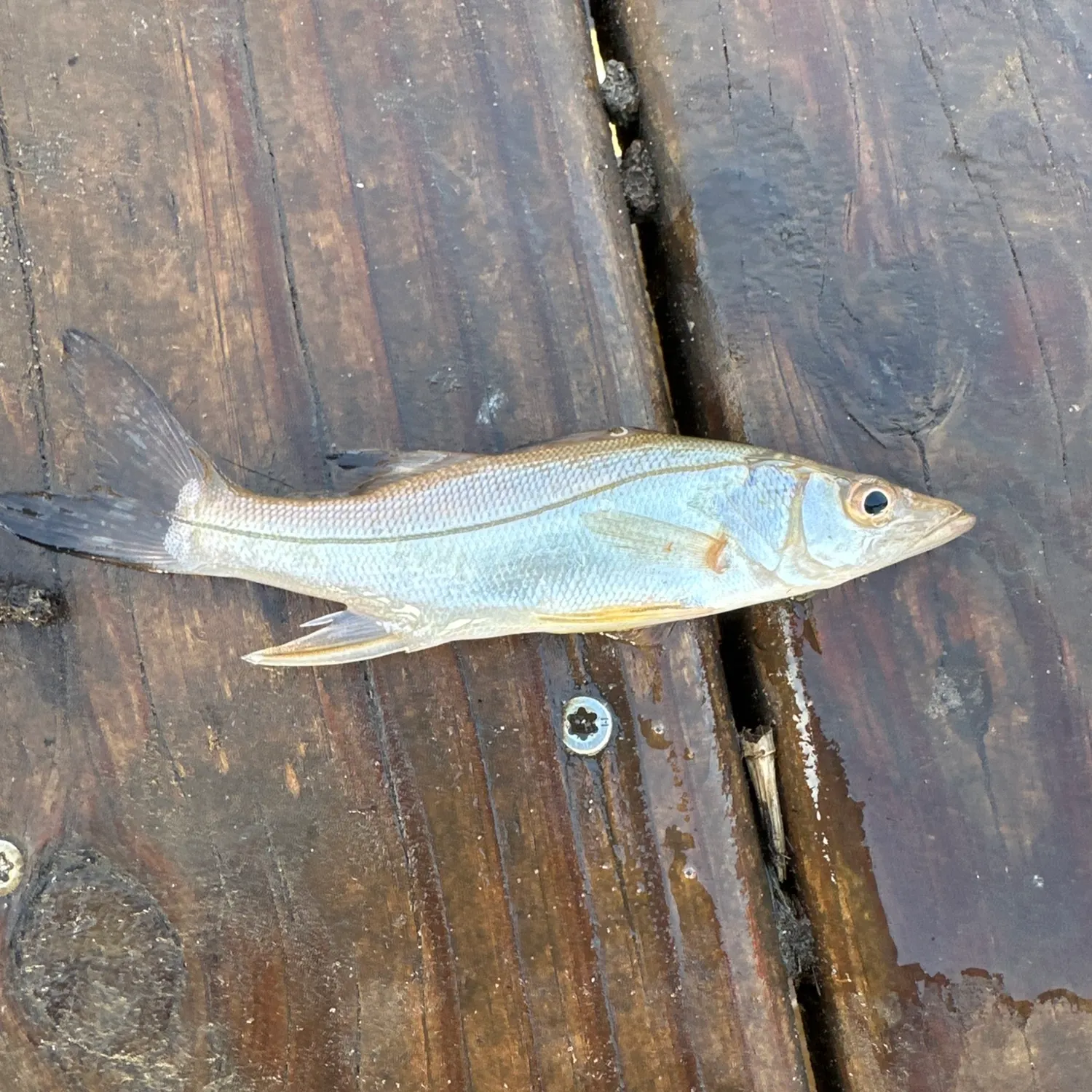 The most recent Common snook catches on Fishbrain