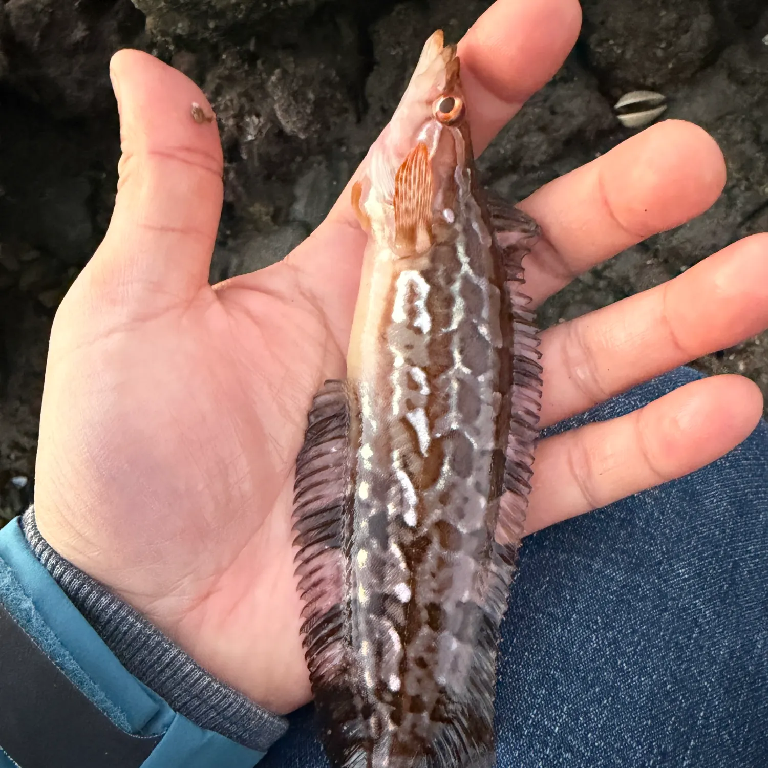 The most recent Giant kelpfish catches on Fishbrain