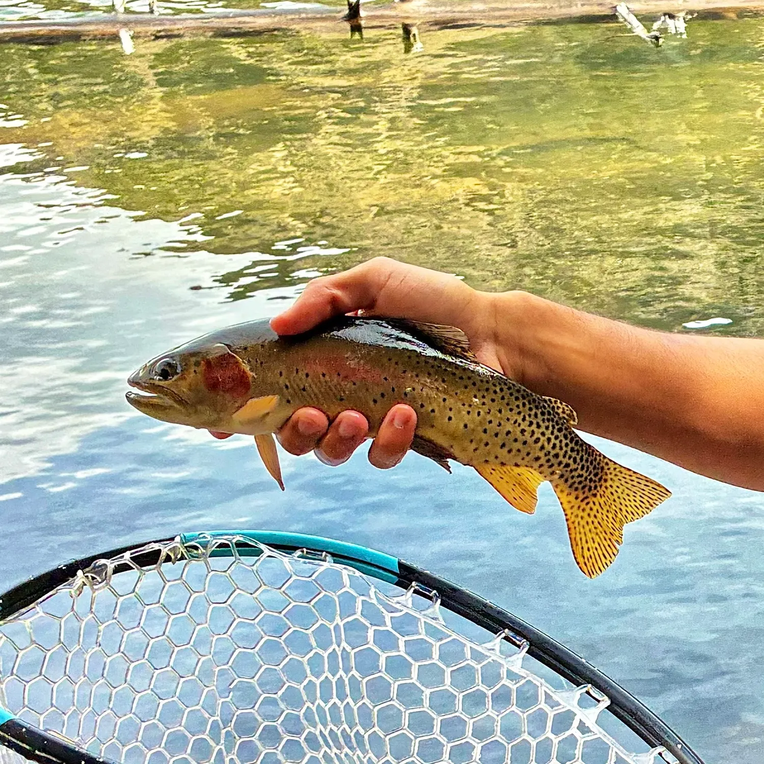 The most recent Greenback cutthroat trout catches on Fishbrain
