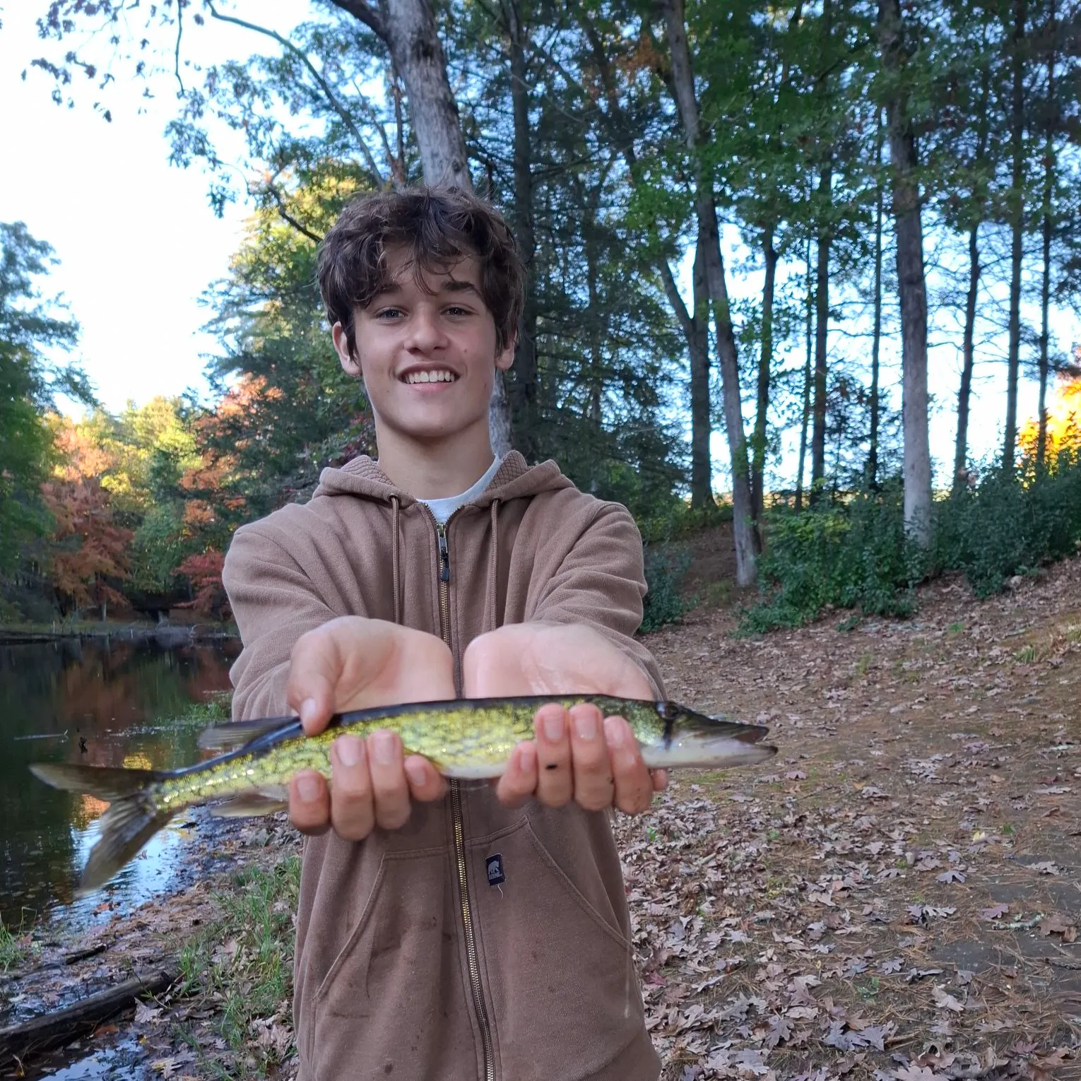 Chain pickerel caught on Fishbrain