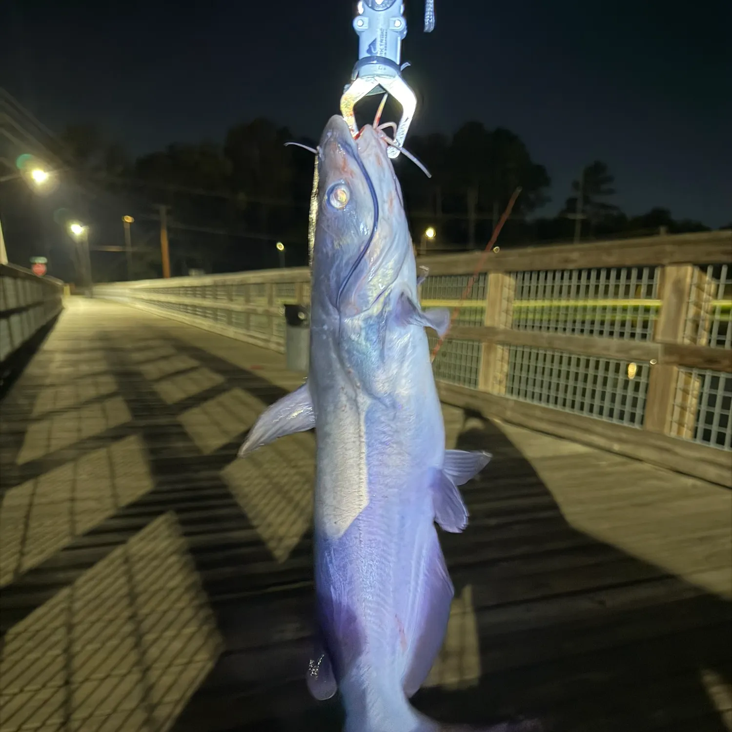 Blue catfish caught on Fishbrain