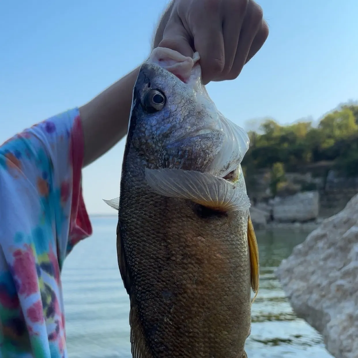 Freshwater drum caught on Fishbrain
