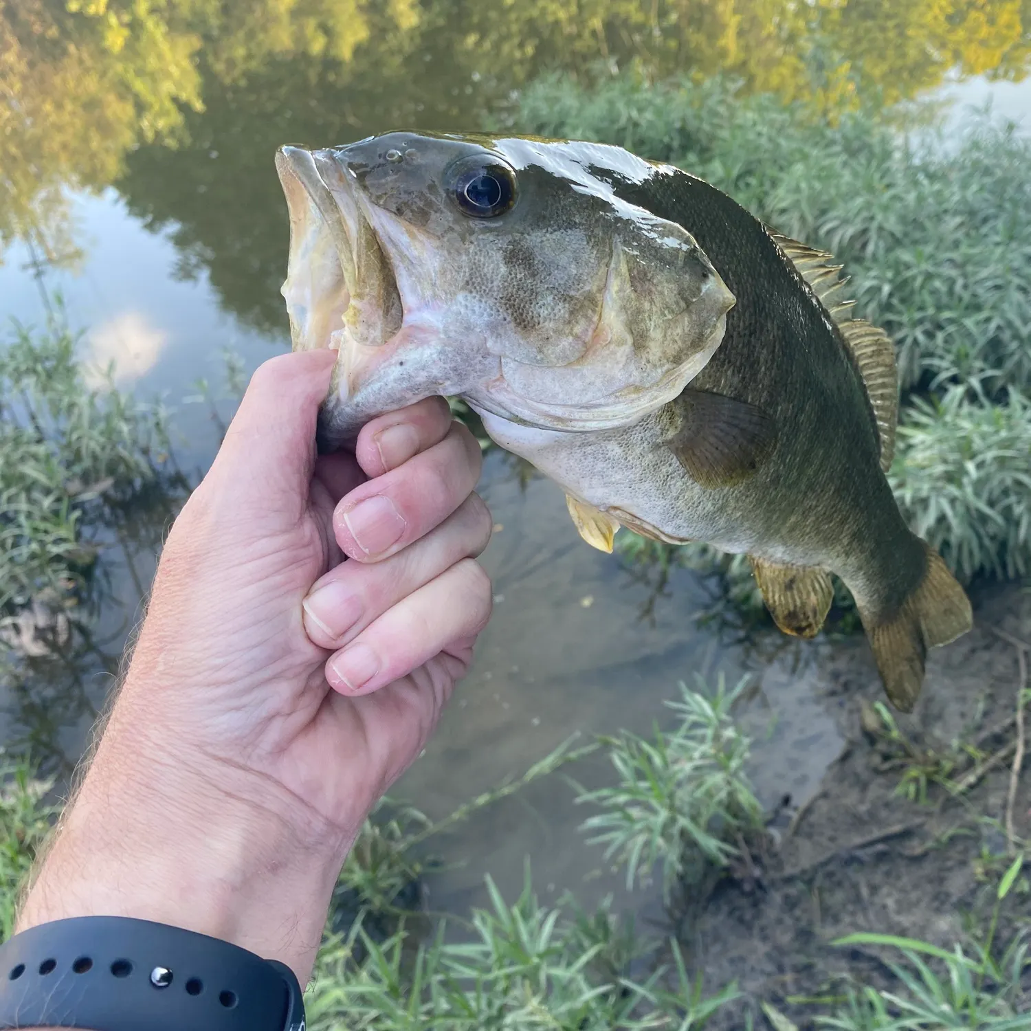 The most recent Smallmouth bass catches on Fishbrain
