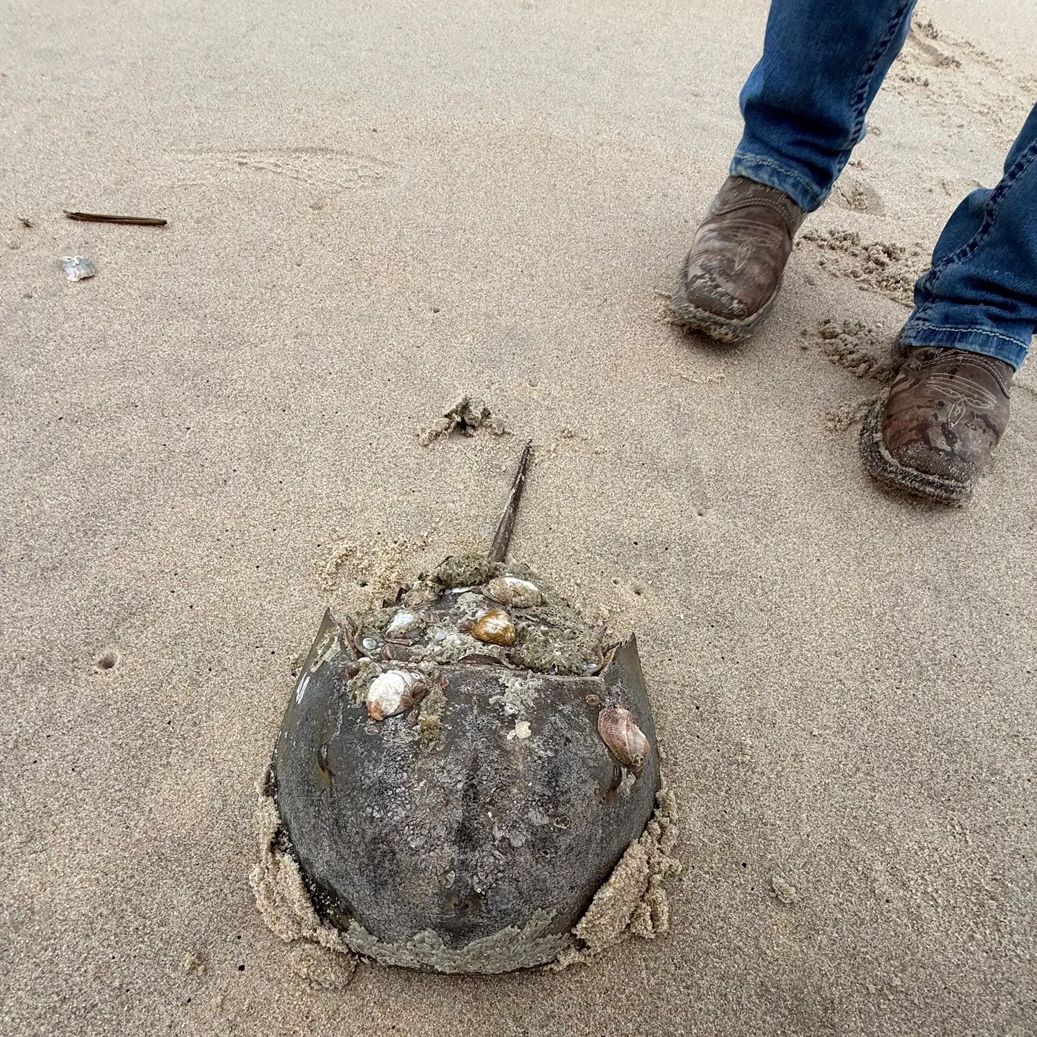 The most recent Atlantic horseshoe crab catches on Fishbrain