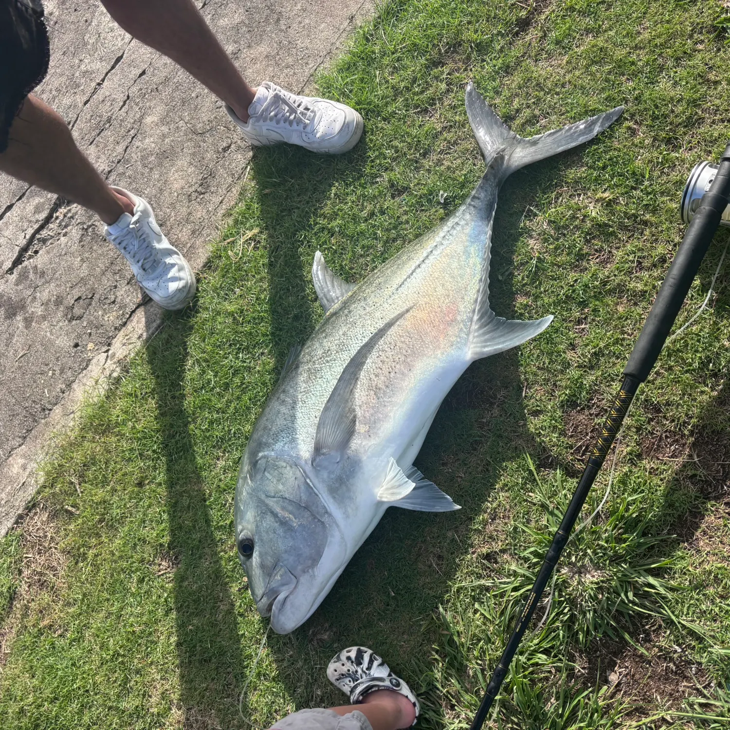 The most recent Giant trevally catches on Fishbrain