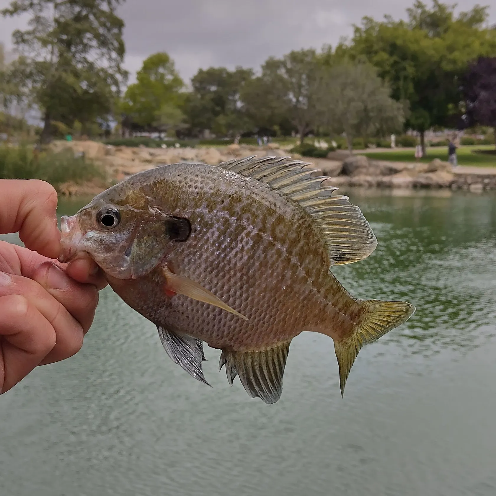 catch