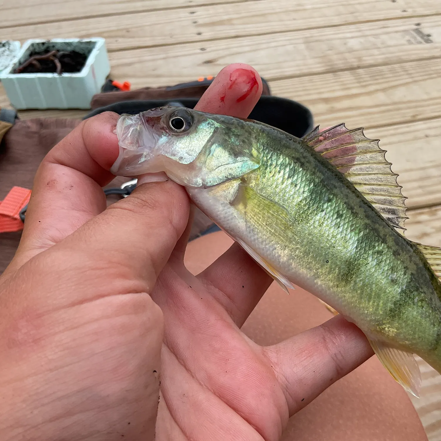catch