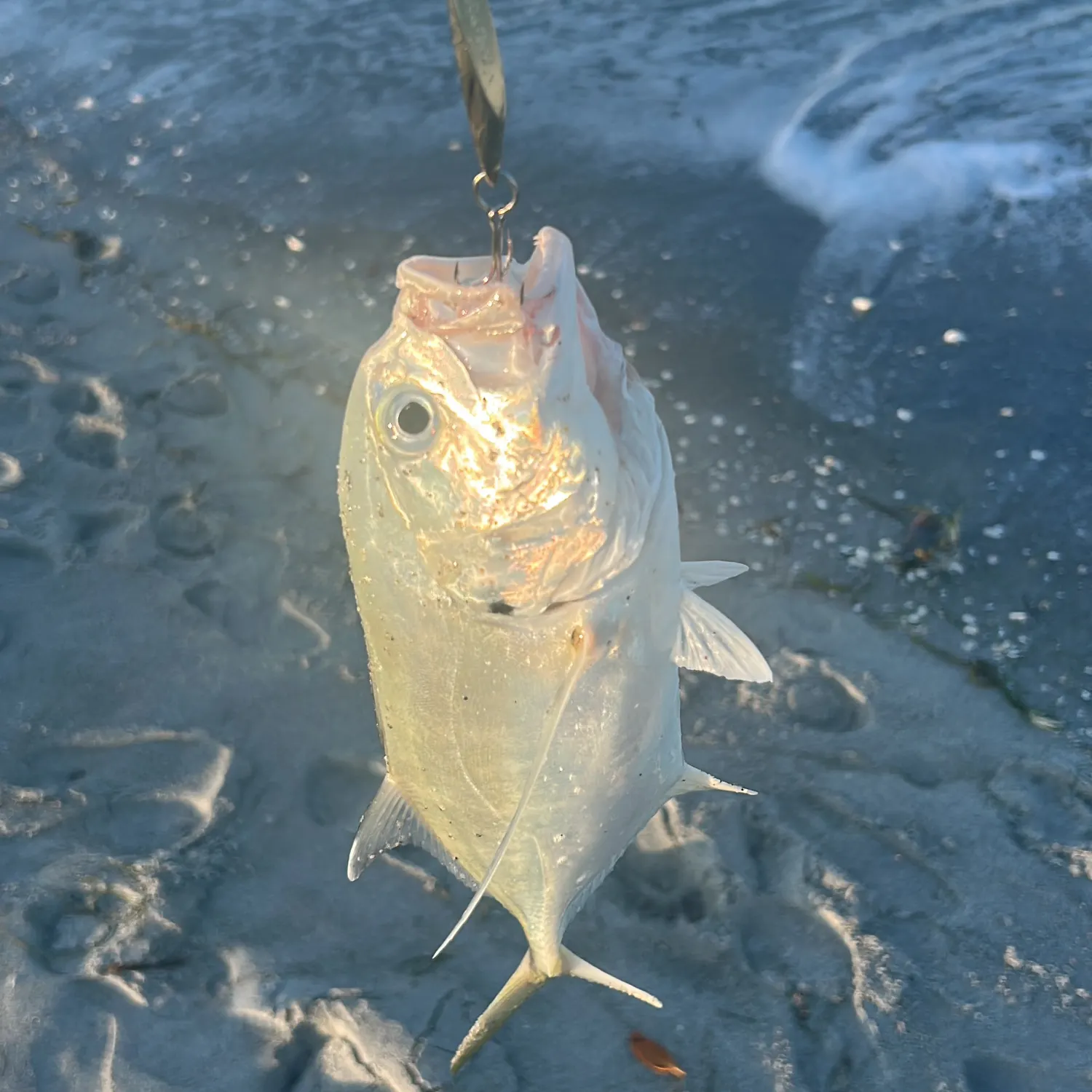 The most recent Crevalle jack catches on Fishbrain