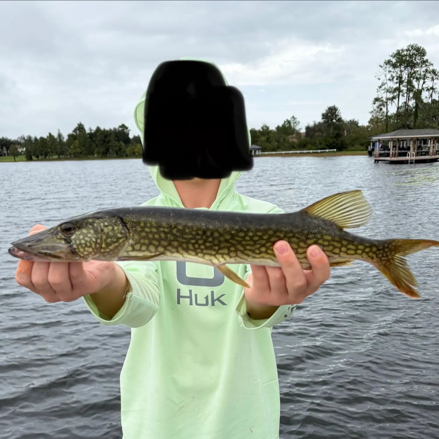 Chain pickerel caught on Fishbrain