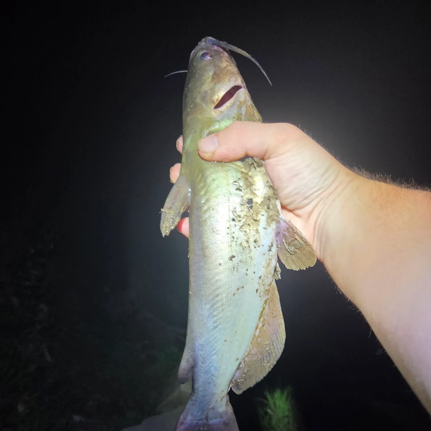 Channel catfish caught on Fishbrain