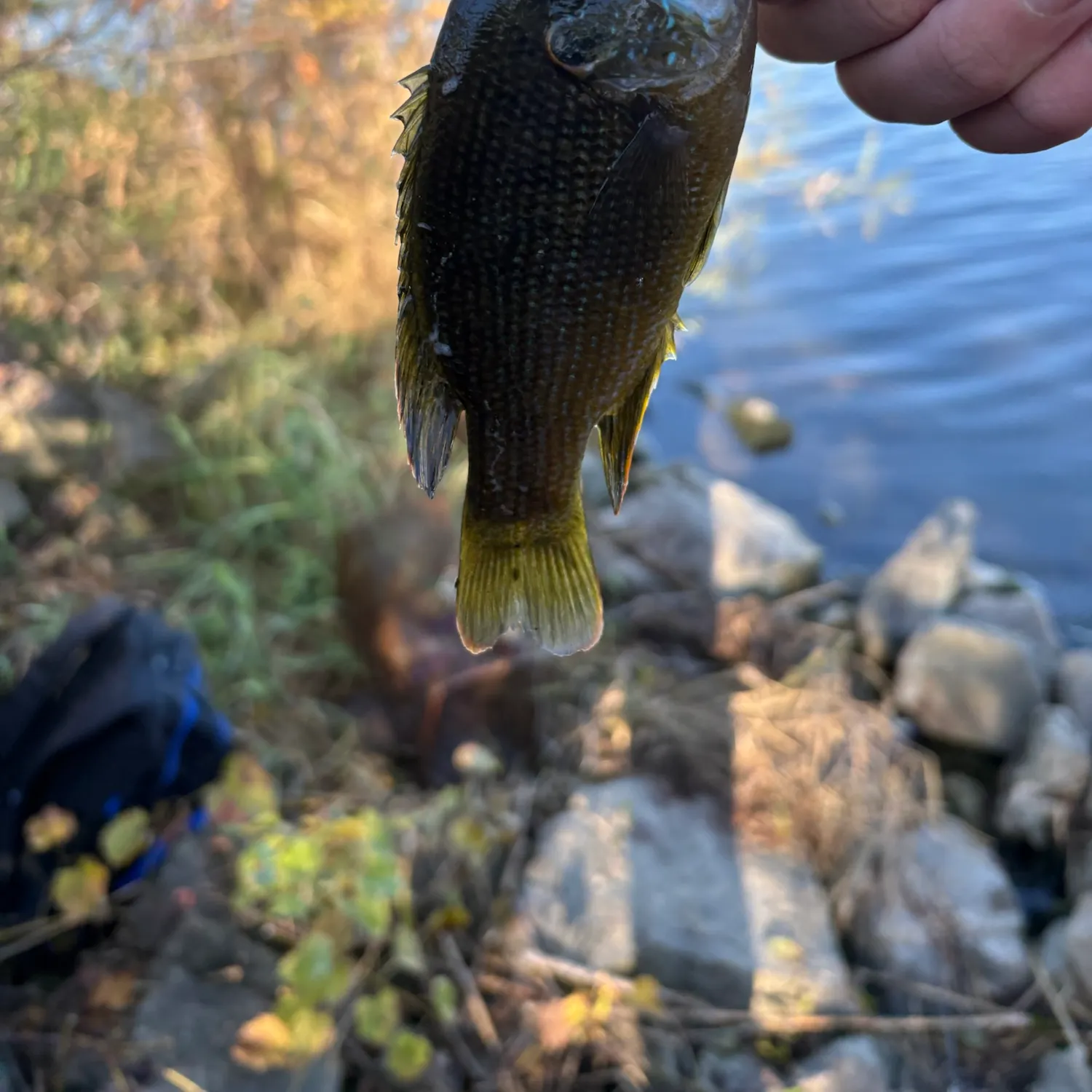 Green sunfish caught on Fishbrain