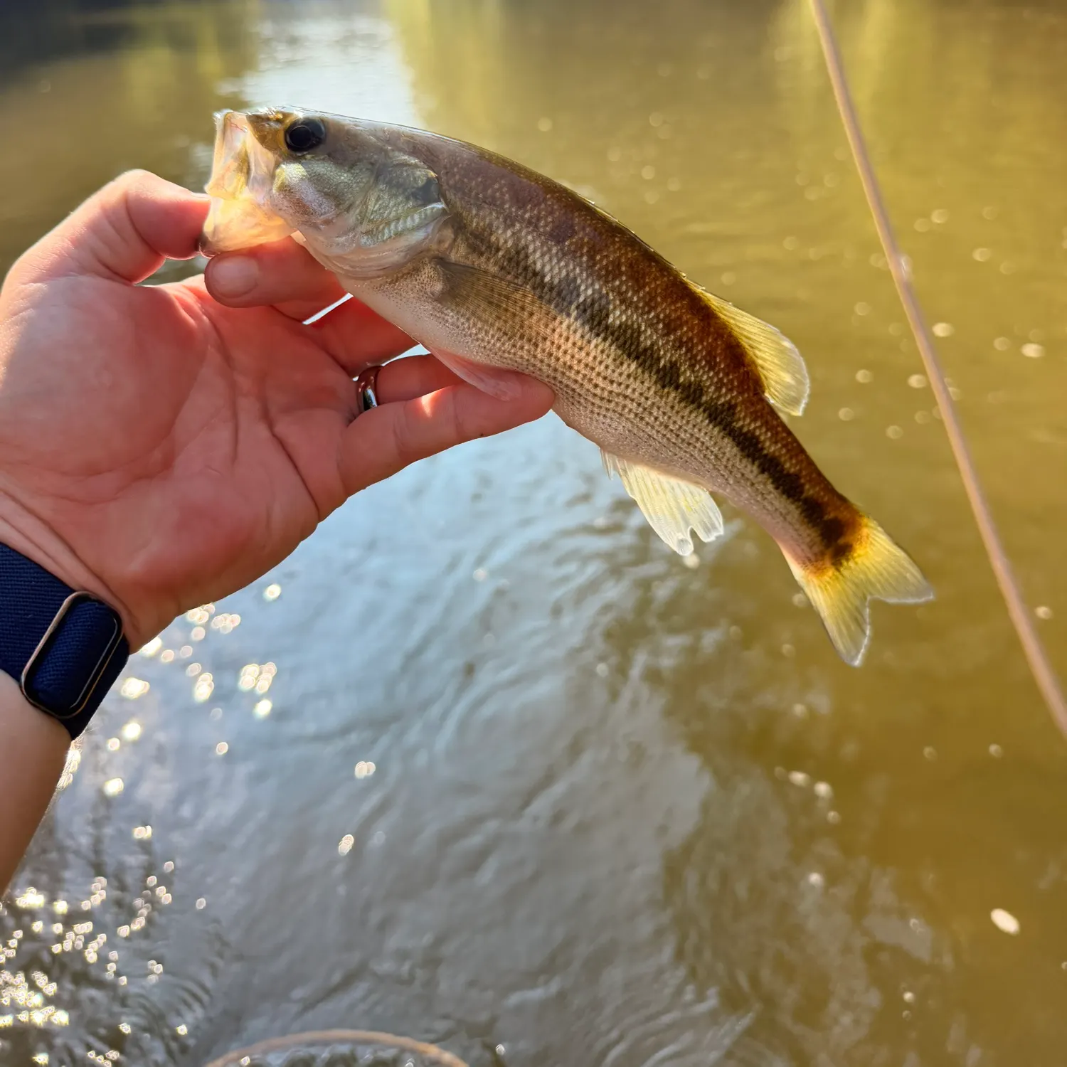 Spotted bass caught on Fishbrain