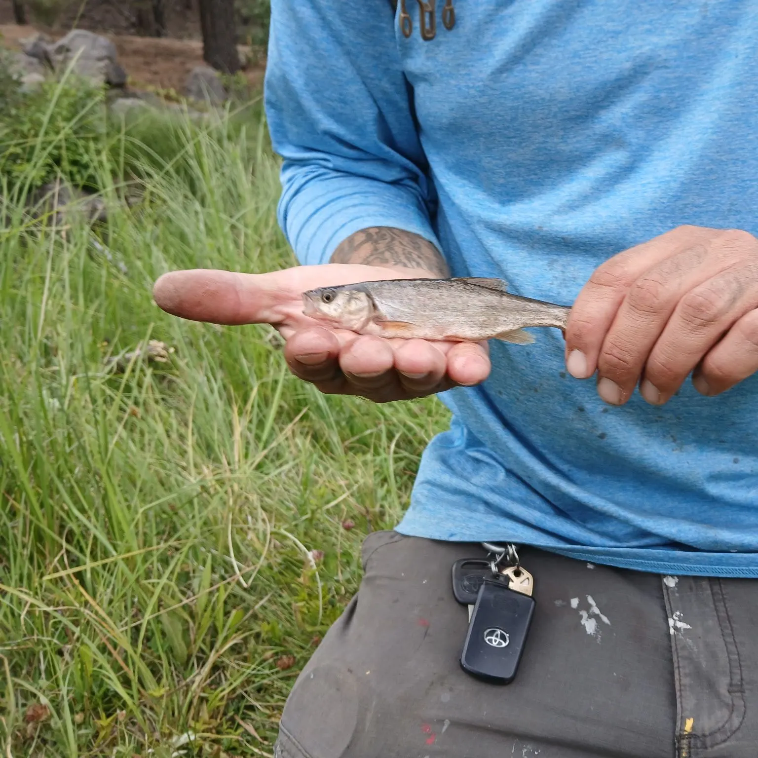 The most recent Roundtail chub catches on Fishbrain