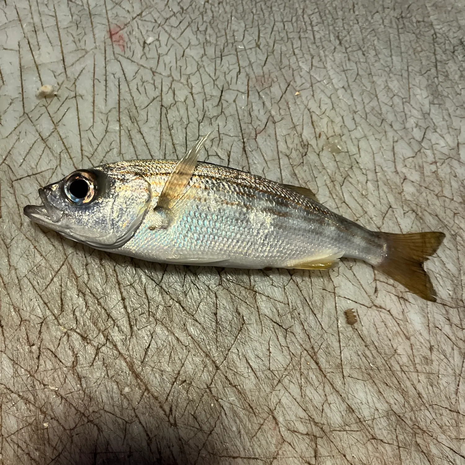 The most recent Californian salema catches on Fishbrain