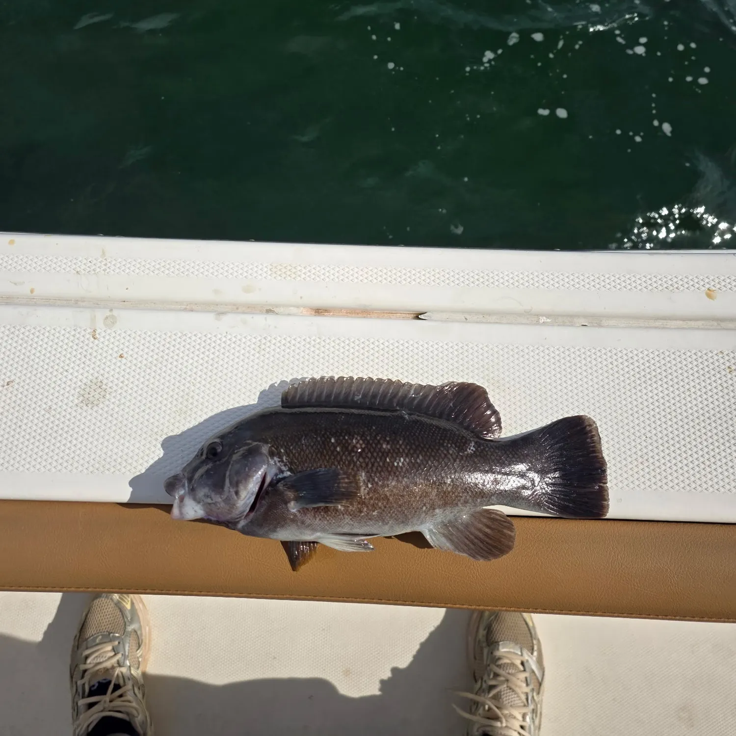 Tautog caught on Fishbrain