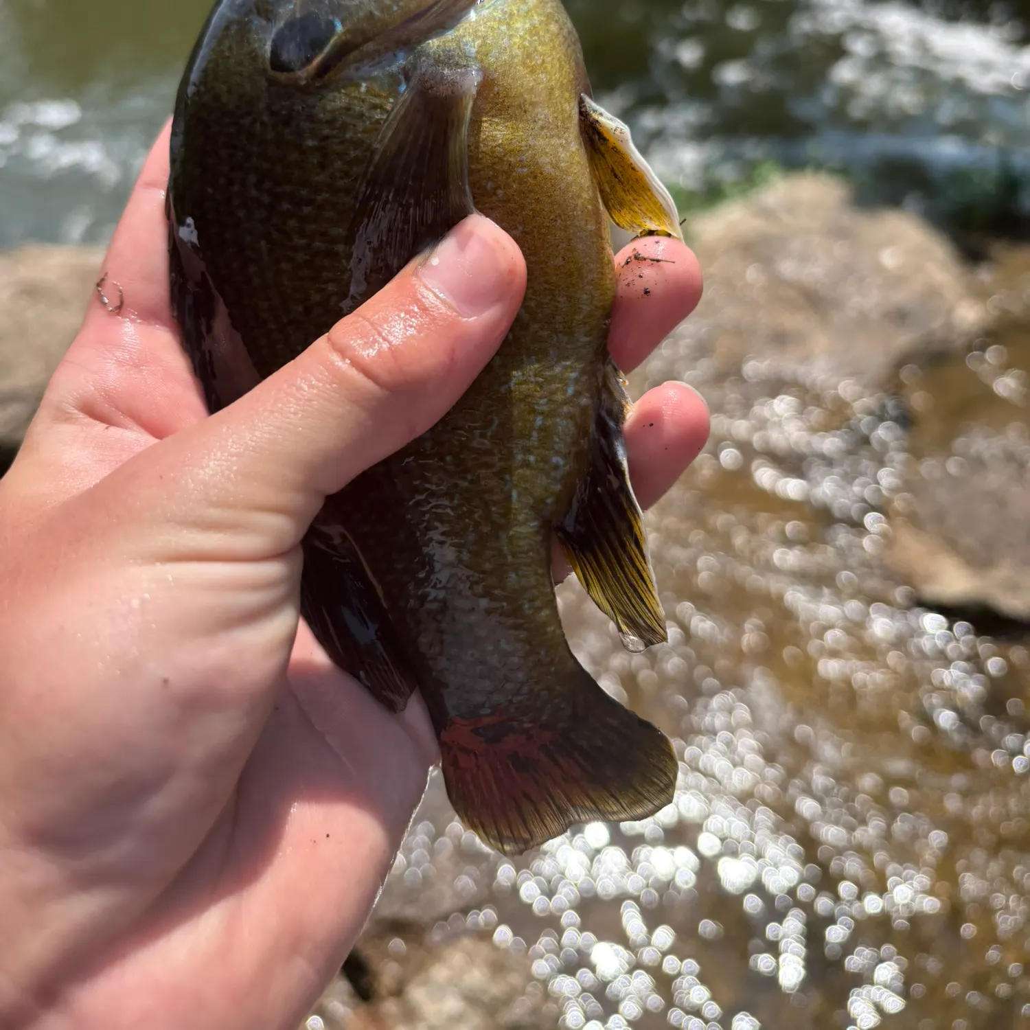 Green sunfish caught on Fishbrain