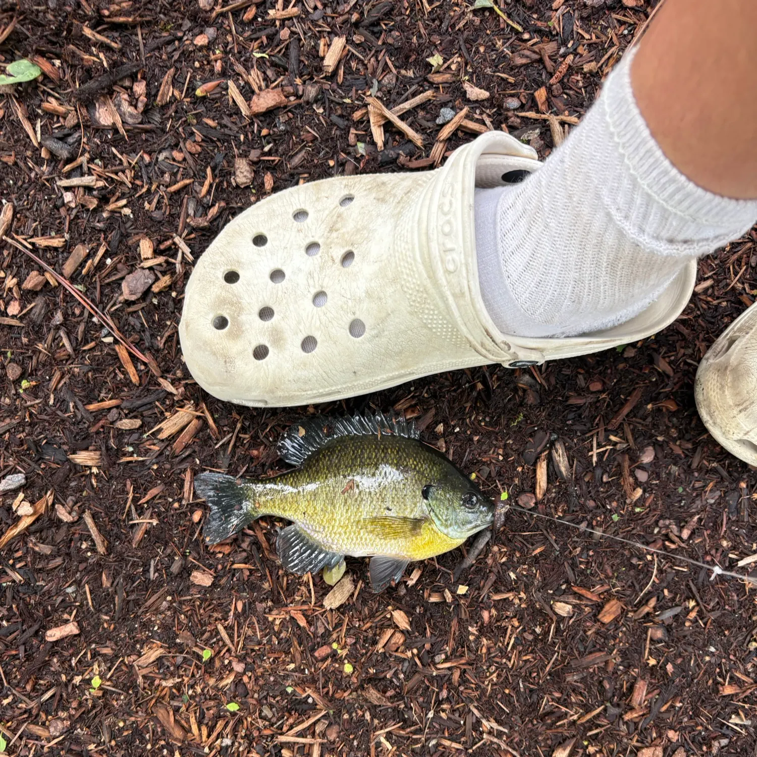 Bluegill caught on Fishbrain