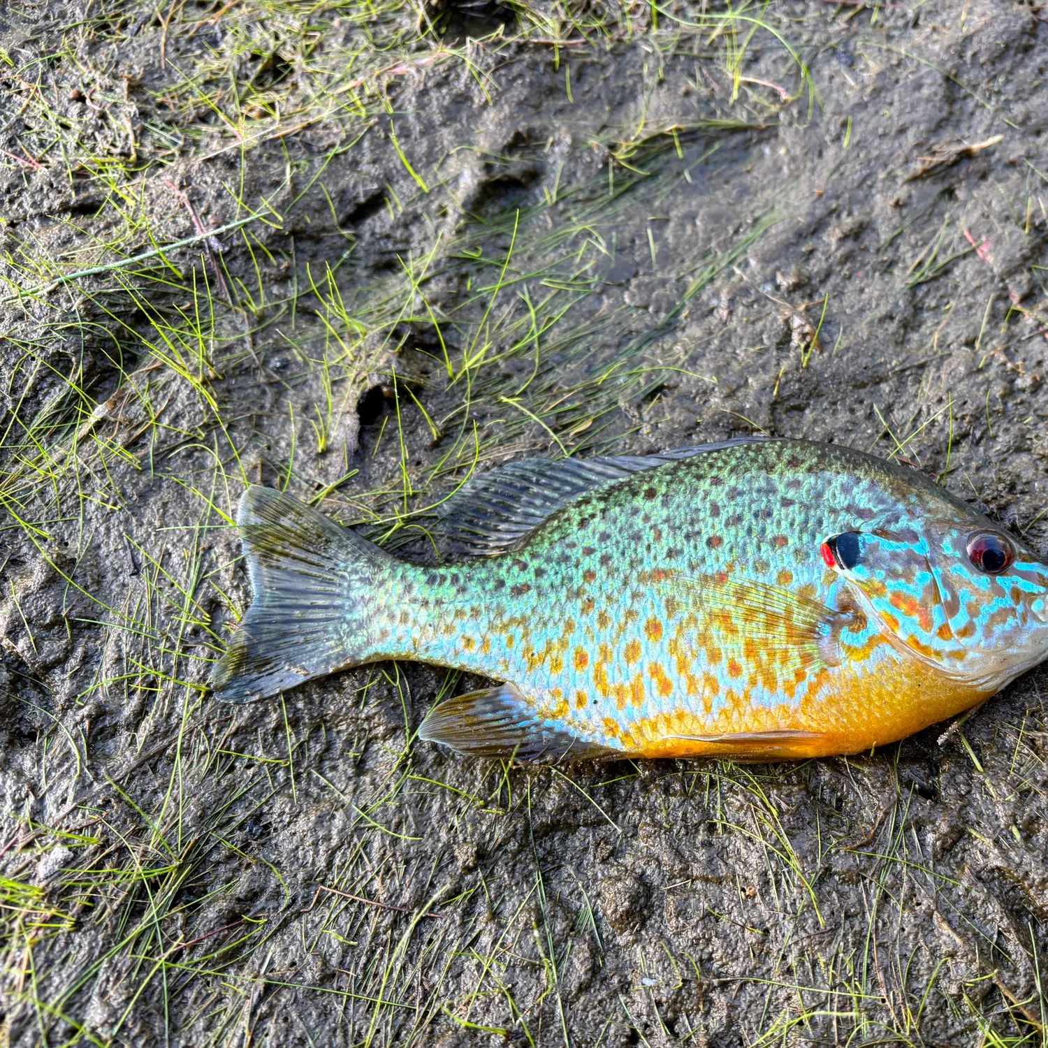 The most recent Pumpkinseed x green sunfish catches on Fishbrain