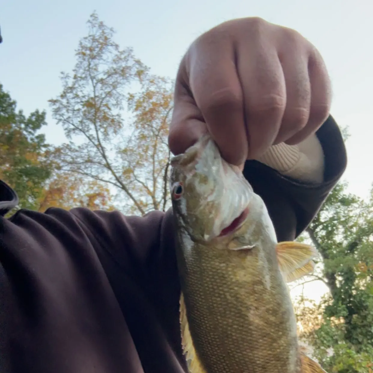 Smallmouth bass caught on Fishbrain