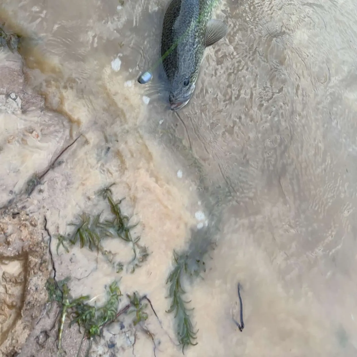 The most recent Murray cod catches on Fishbrain
