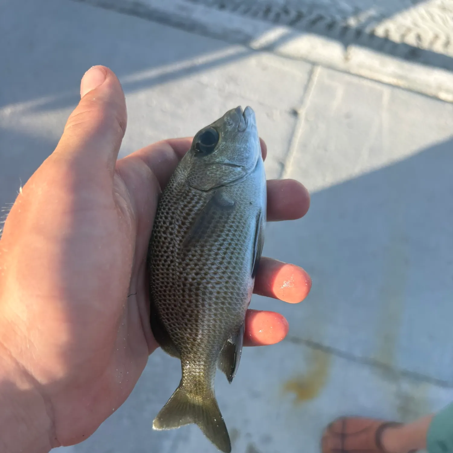 The most recent Sailor's choice grunt catches on Fishbrain