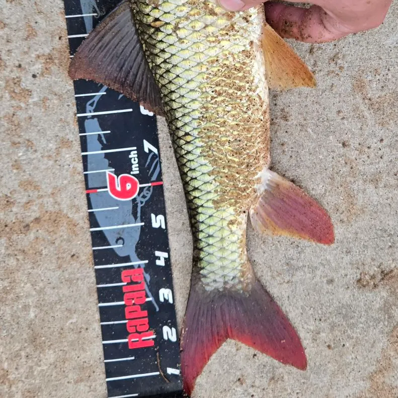 Shorthead redhorse caught on Fishbrain