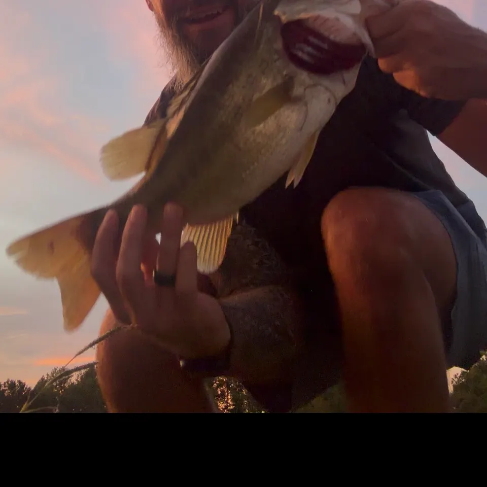 Largemouth bass caught on Fishbrain