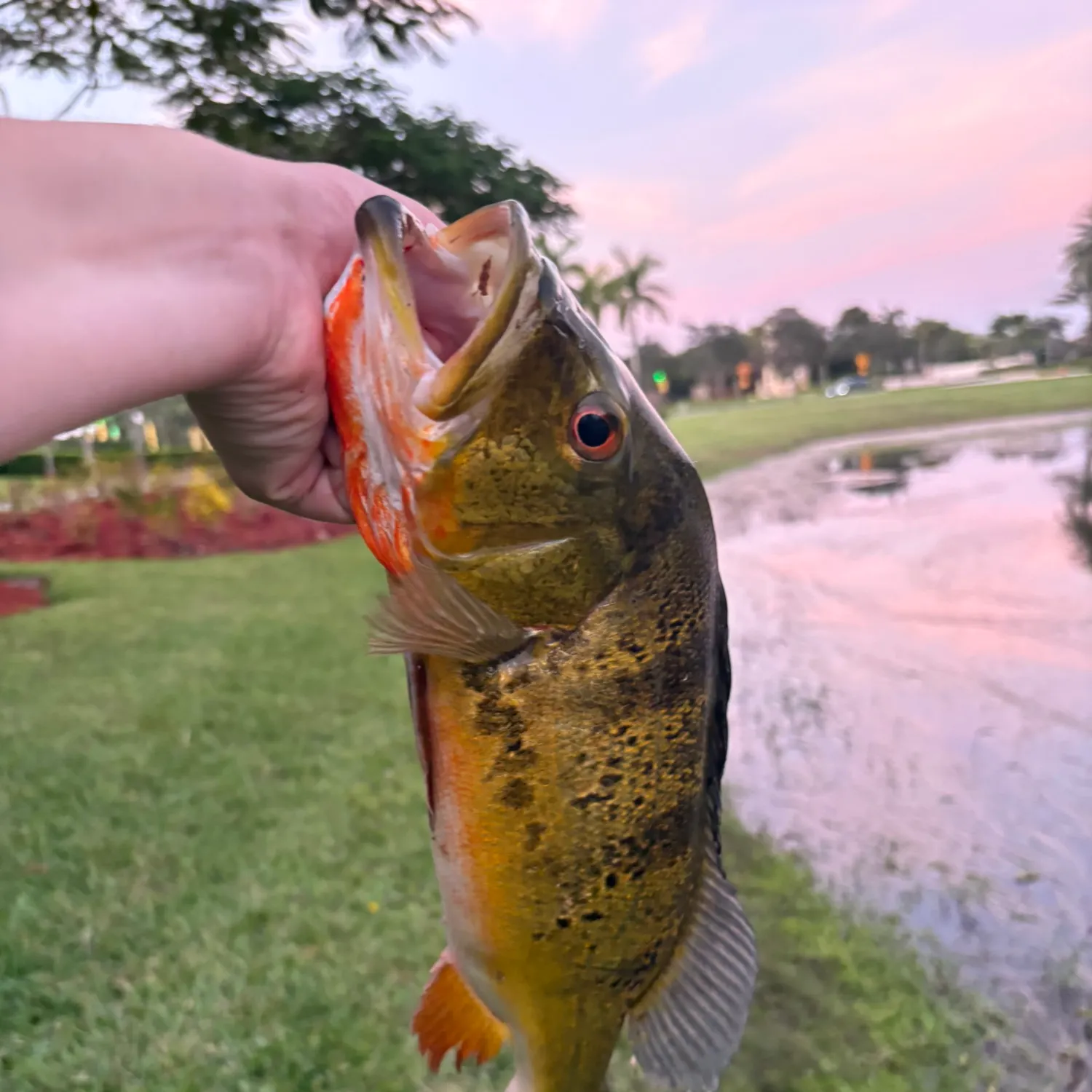 The most recent Butterfly peacock bass catches on Fishbrain