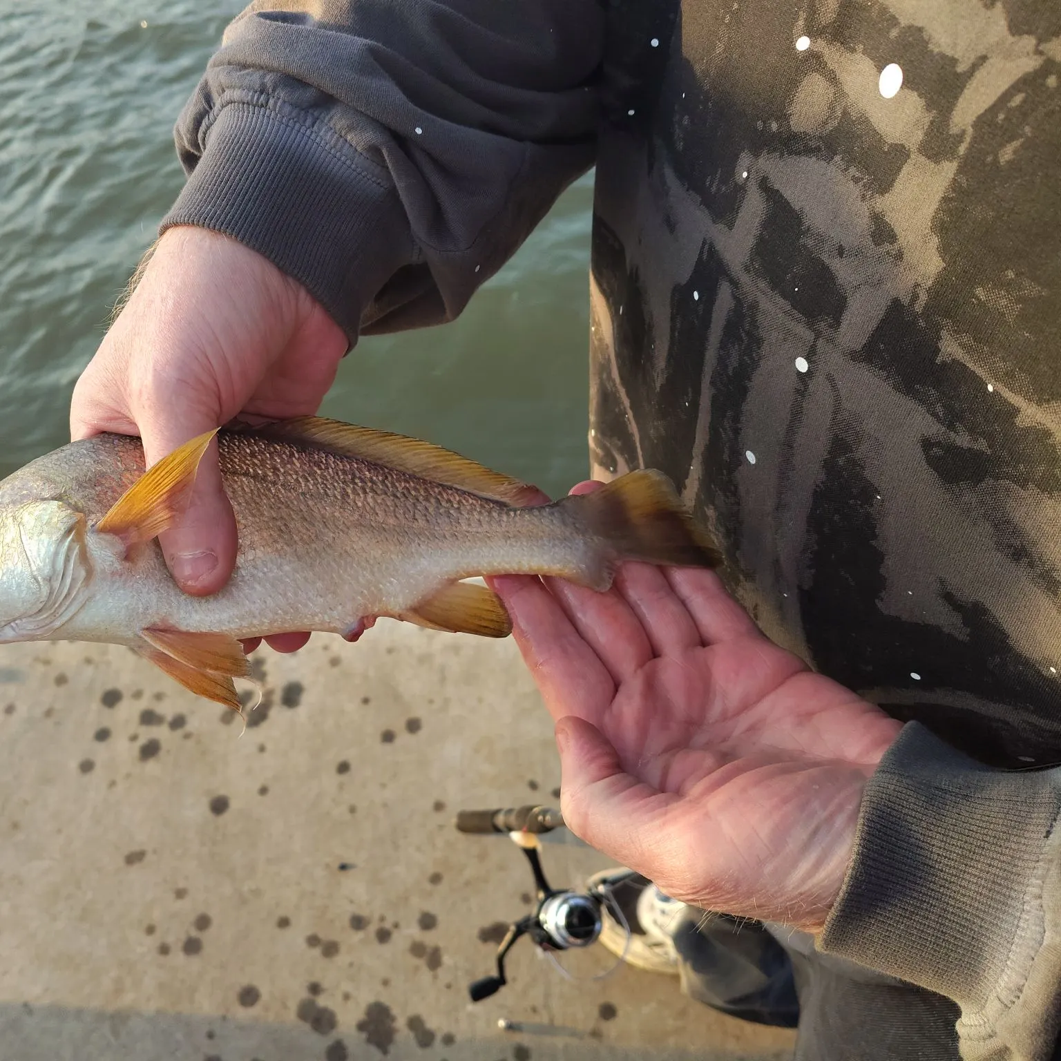 Japanese meagre caught on Fishbrain